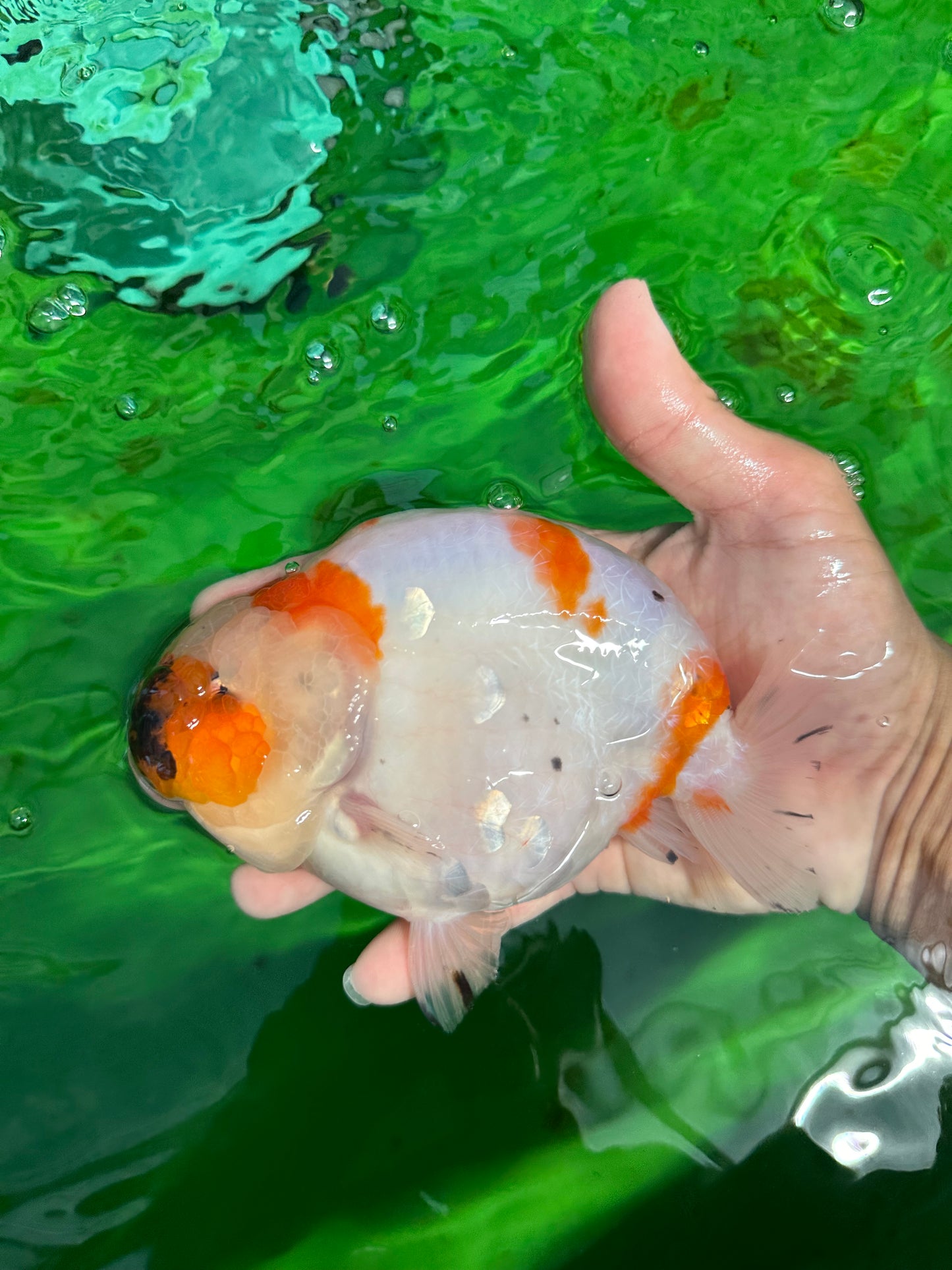 A Grade Chonky Egg Shape Tricolor Sakura Ranchu 5.5 inches #0531RC_04