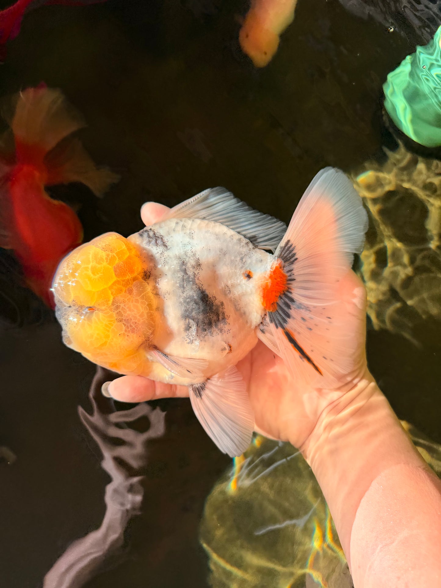 AAA Grade Godzilla White Tiger Oranda Male 6.5 inches #022726OR_10