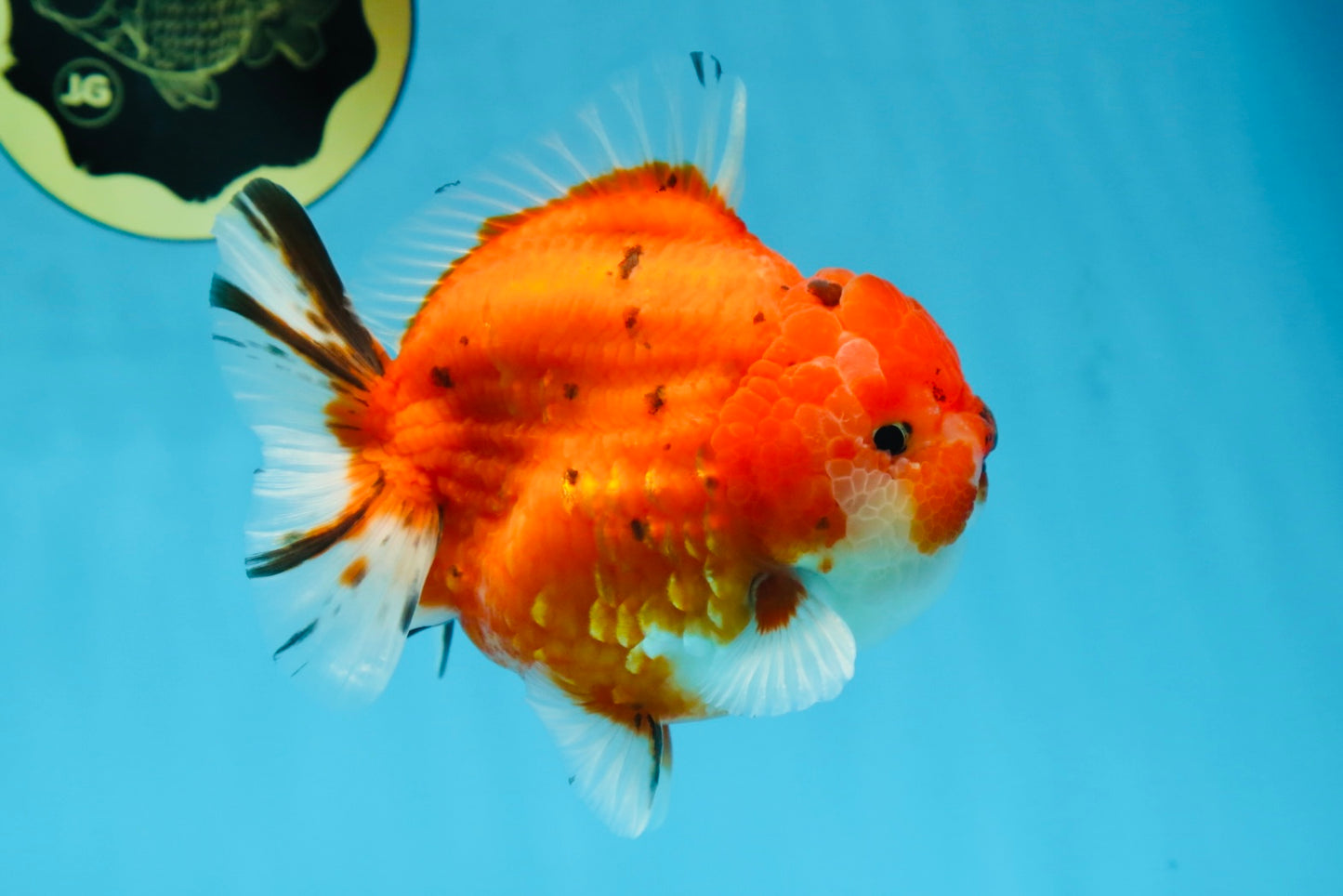 AAA Grade Godzilla Sakura Yuanbao Male 5 inches #080125YB_13