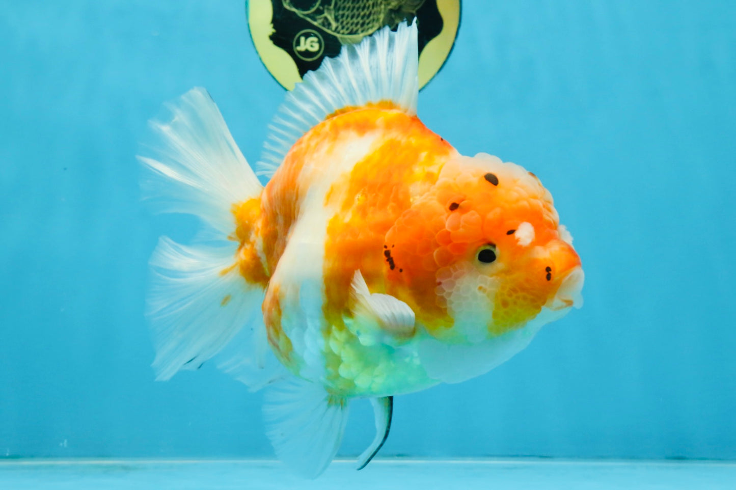 A Grade Sakura Yuanbao Female 6 inches #111425YB_02