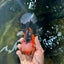 AAA Grade CHUBBY CHEEK Tricolor Oranda Male 5.5  inches #082225OR_12