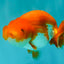 A Grade Red White LionQueen 4.5 inches #070326LC_33