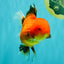 A Grade Apache Oranda Female 5 inches #100926OR_26