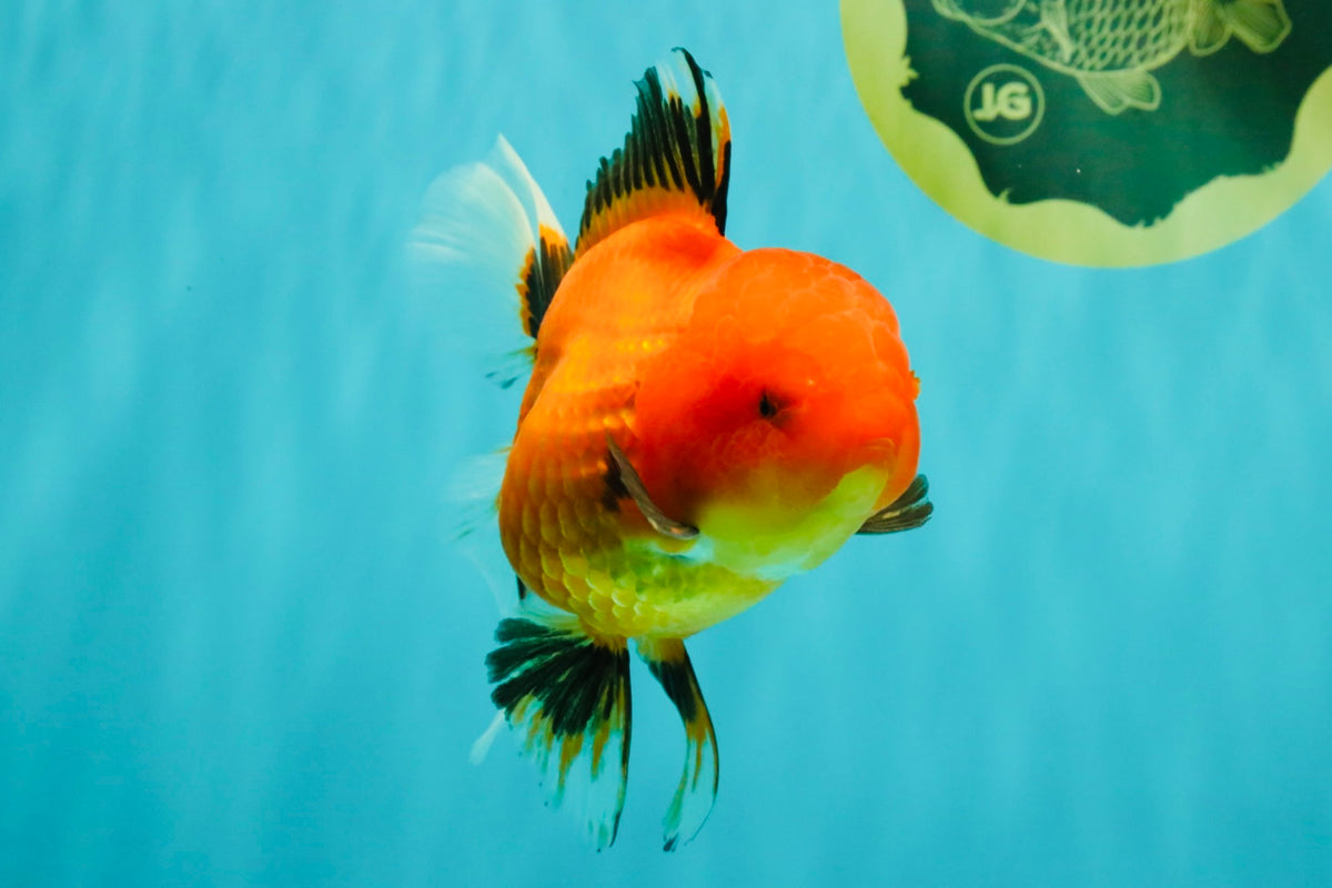 A Grade Apache Oranda Female 5 inches #100926OR_26