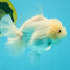 A Grade Snow White Oranda Female 6 inches #030626OR_26