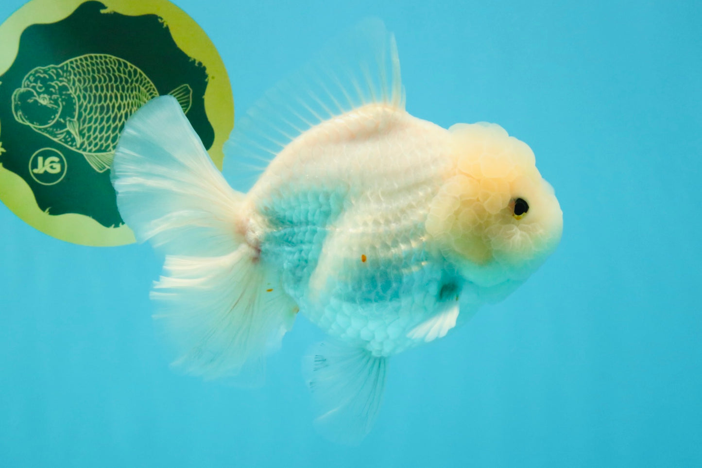 A Grade Snow White Oranda Female 6 inches #030626OR_26