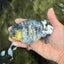 AAA Grade Special White Tiger Ranchu Male 4.5 inches #062626RC_07