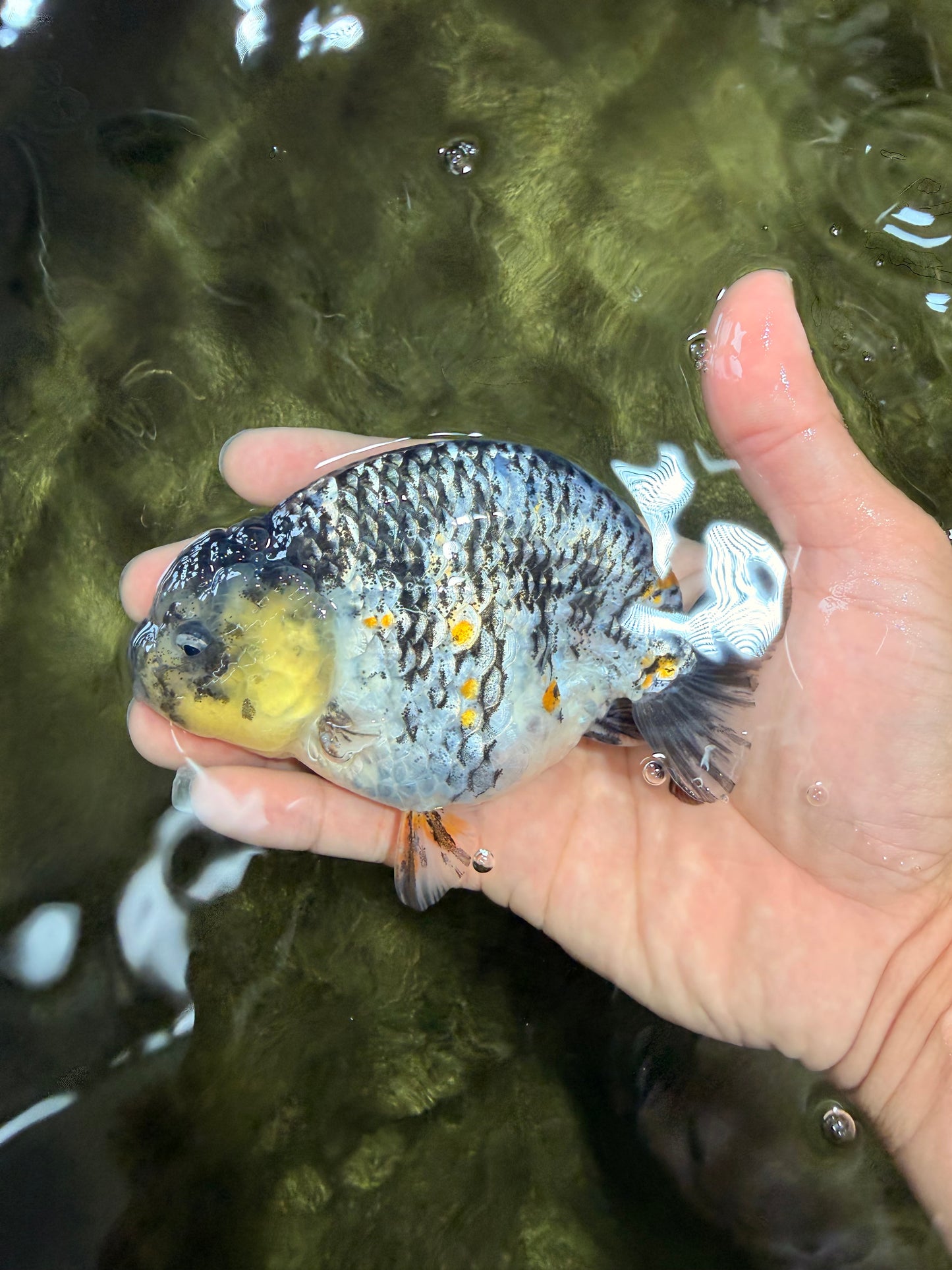 AAA Grade Special White Tiger Ranchu Male 4.5 inches #062626RC_07