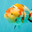 AAA Grade Super Special Sanke Kohaku Sakura Ranchu Female 6-6.5 inches #100226RC_25