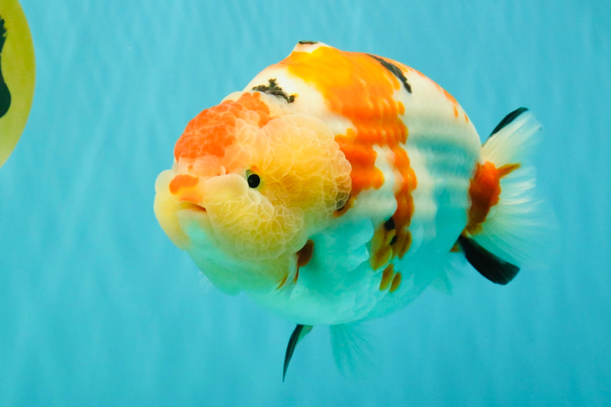 AAA Grade Super Special Sanke Kohaku Sakura Ranchu Female 6-6.5 inches #100226RC_25
