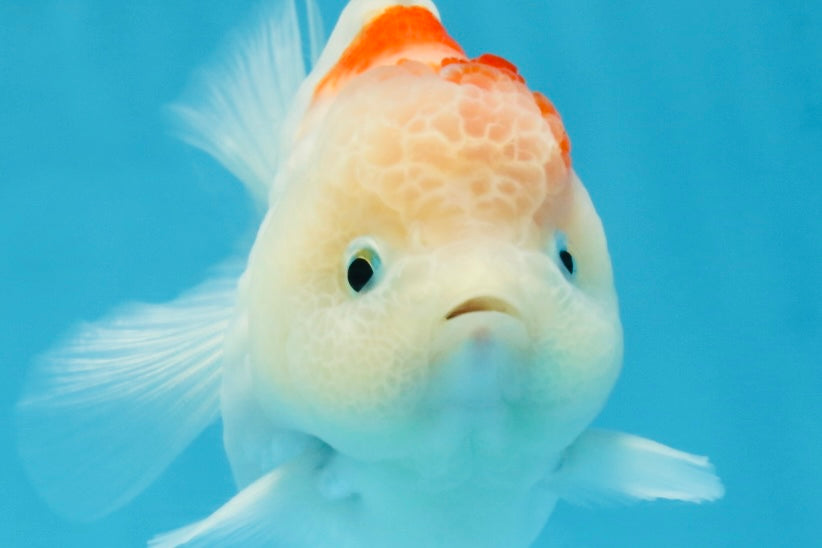 A Grade Sakura Yuanbao Female 4 inches #103125YB_07