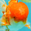 A Grade Red White Oranda Male 6 inches #082126OR_05