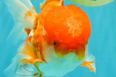 A Grade Red White Oranda Male 6 inches #082126OR_05