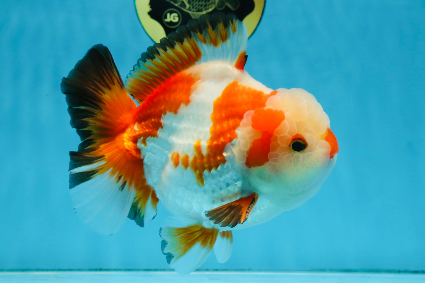 AAA Grade CHONKY Tricolor Yuanbao Male 5.5 inches #091925YB_16