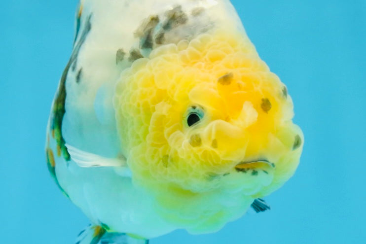 SPECIAL AAA Grade Chinese White Tiger Base Ranchu Female 4.5 inches #101725RC_20