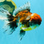 FLUFFY A Grade Calico Oranda Male 7 inches #041026OR_04