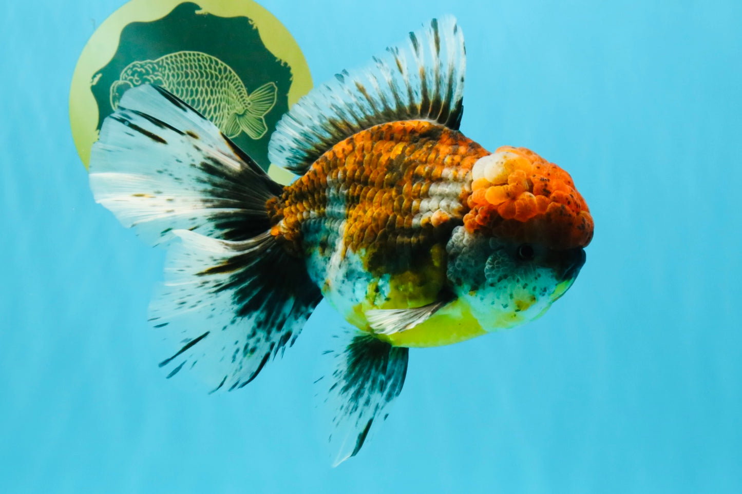 FLUFFY A Grade Calico Oranda Male 7 inches #041026OR_04