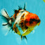 A Grade Tiger Oranda Female 5.5 inches #061926OR_28