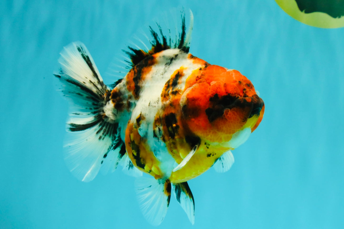 A Grade Tiger Oranda Female 5.5 inches #061926OR_28