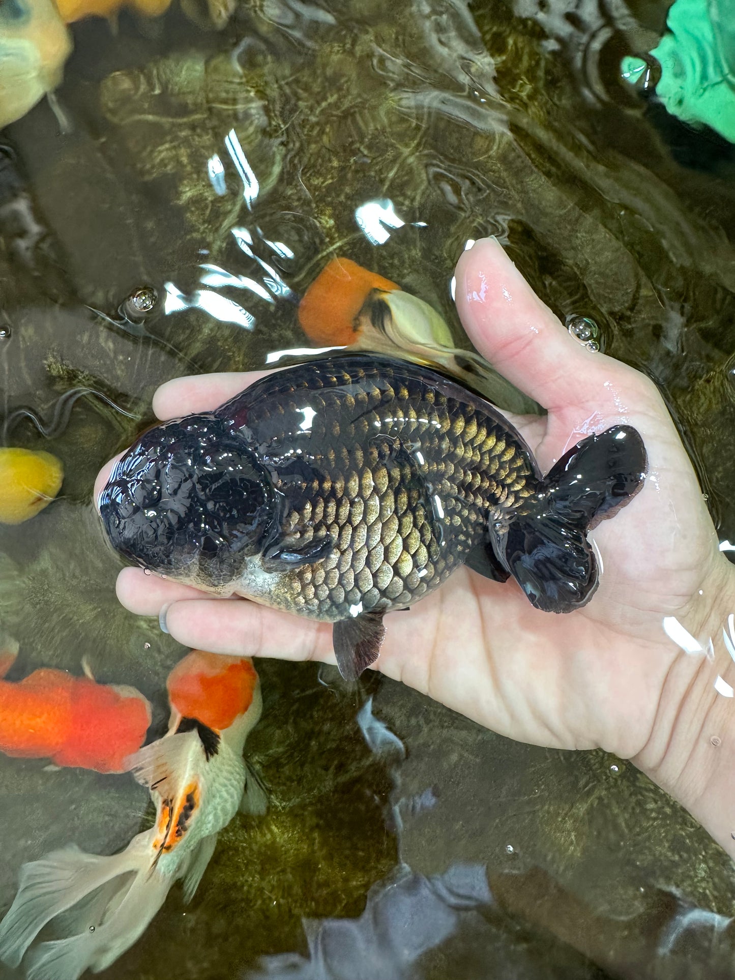 A Grade Black LionKing 5-5.5 inches #070425LC_07