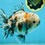CHONKY AAA Grade Calico Kirin Oranda Male 5-5.5 inches #121225OR_03