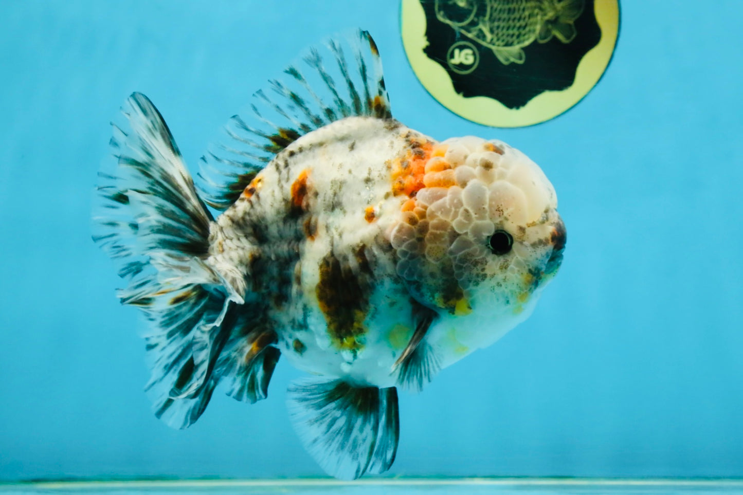 CHONKY AAA Grade Calico Kirin Oranda Male 5-5.5 inches #121225OR_03