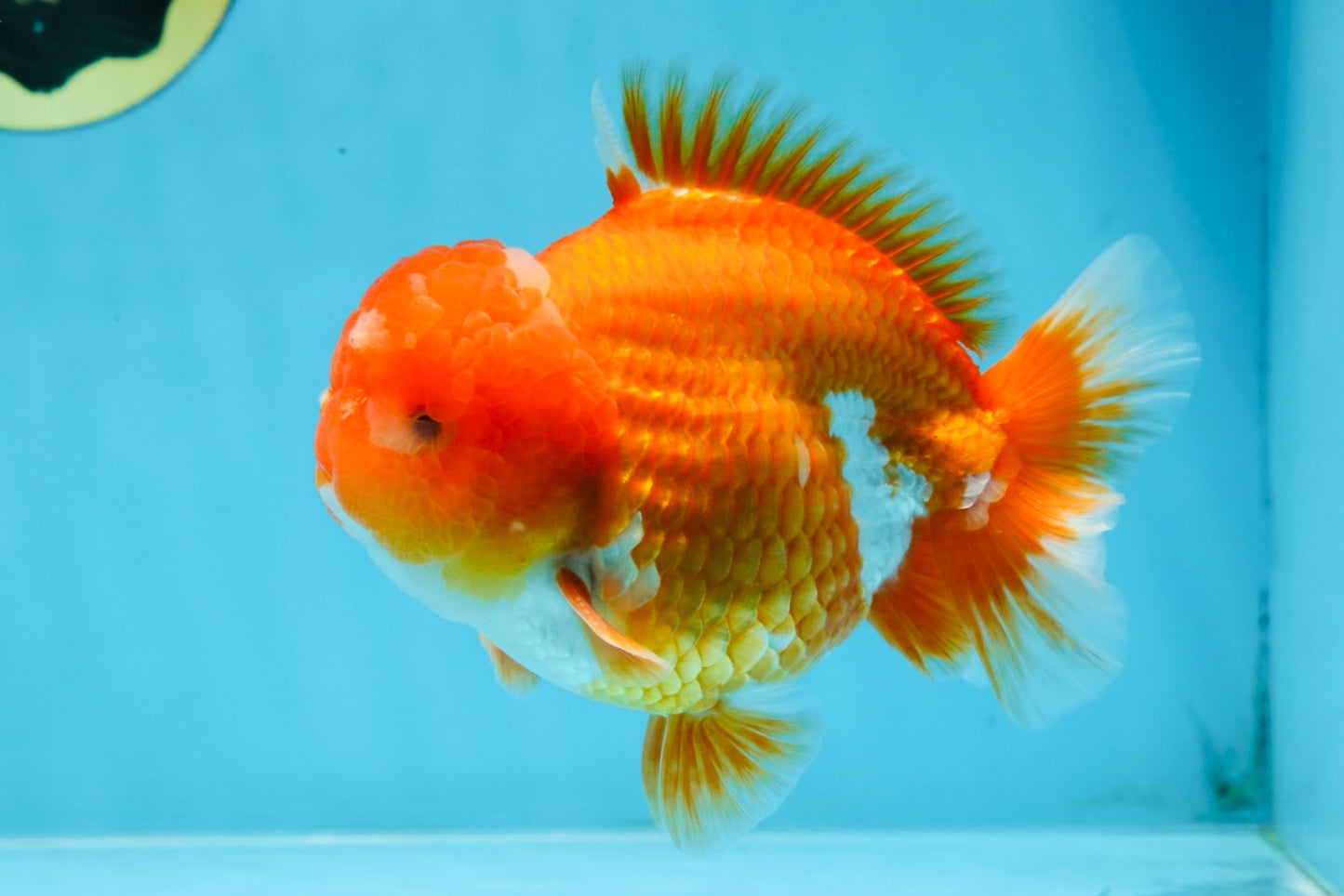 SHOW GRADE Godzilla Red White Yuanbao Male 5-5.5 inches #101725YB_999