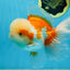 SUPER CUTE AAA Grade Red White Oranda Male 6 inches #082225OR_08