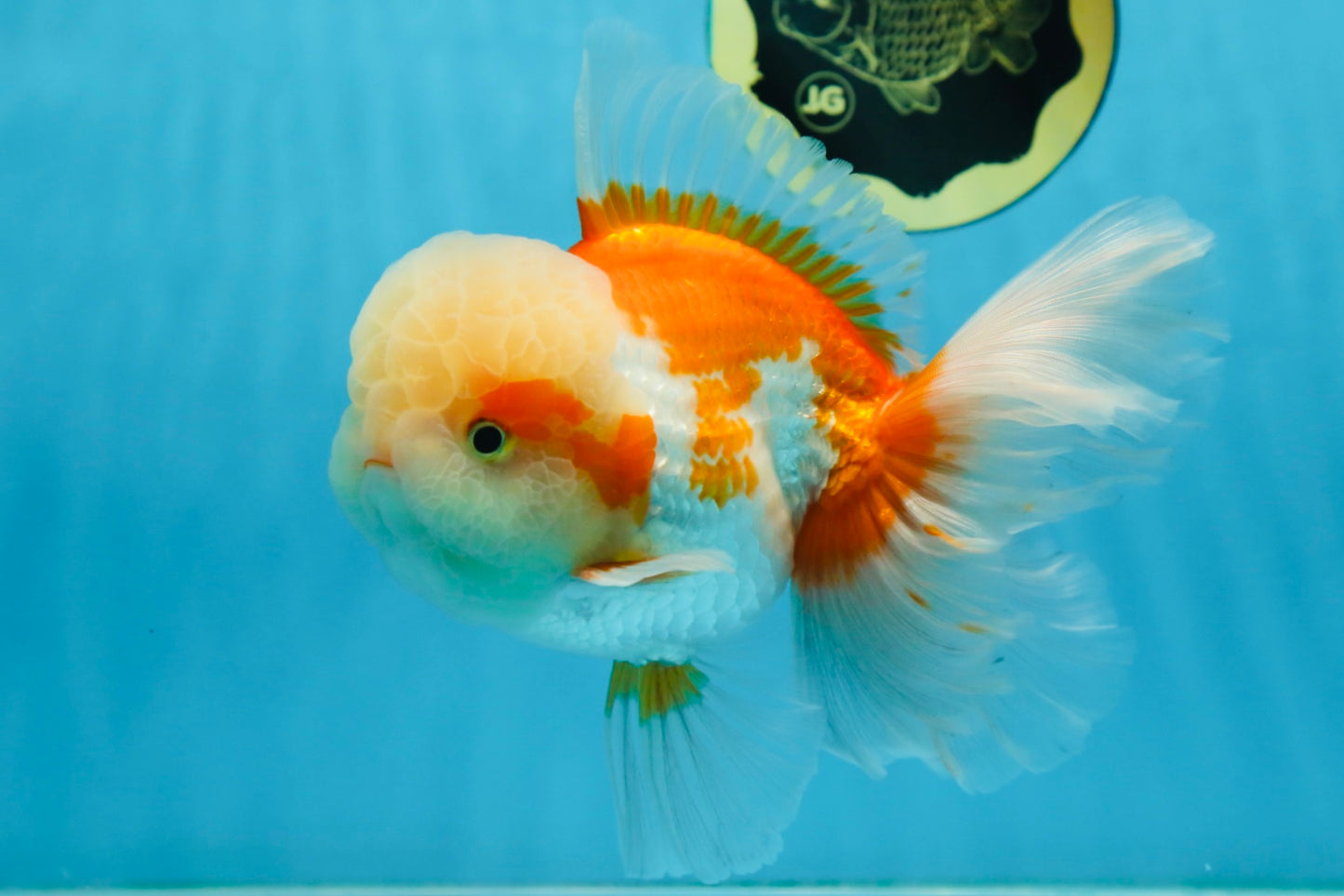 SUPER CUTE AAA Grade Red White Oranda Male 6 inches #082225OR_08