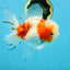 LOVELY A Grade Sakura Oranda Female 5.5 inches #102425OR_23