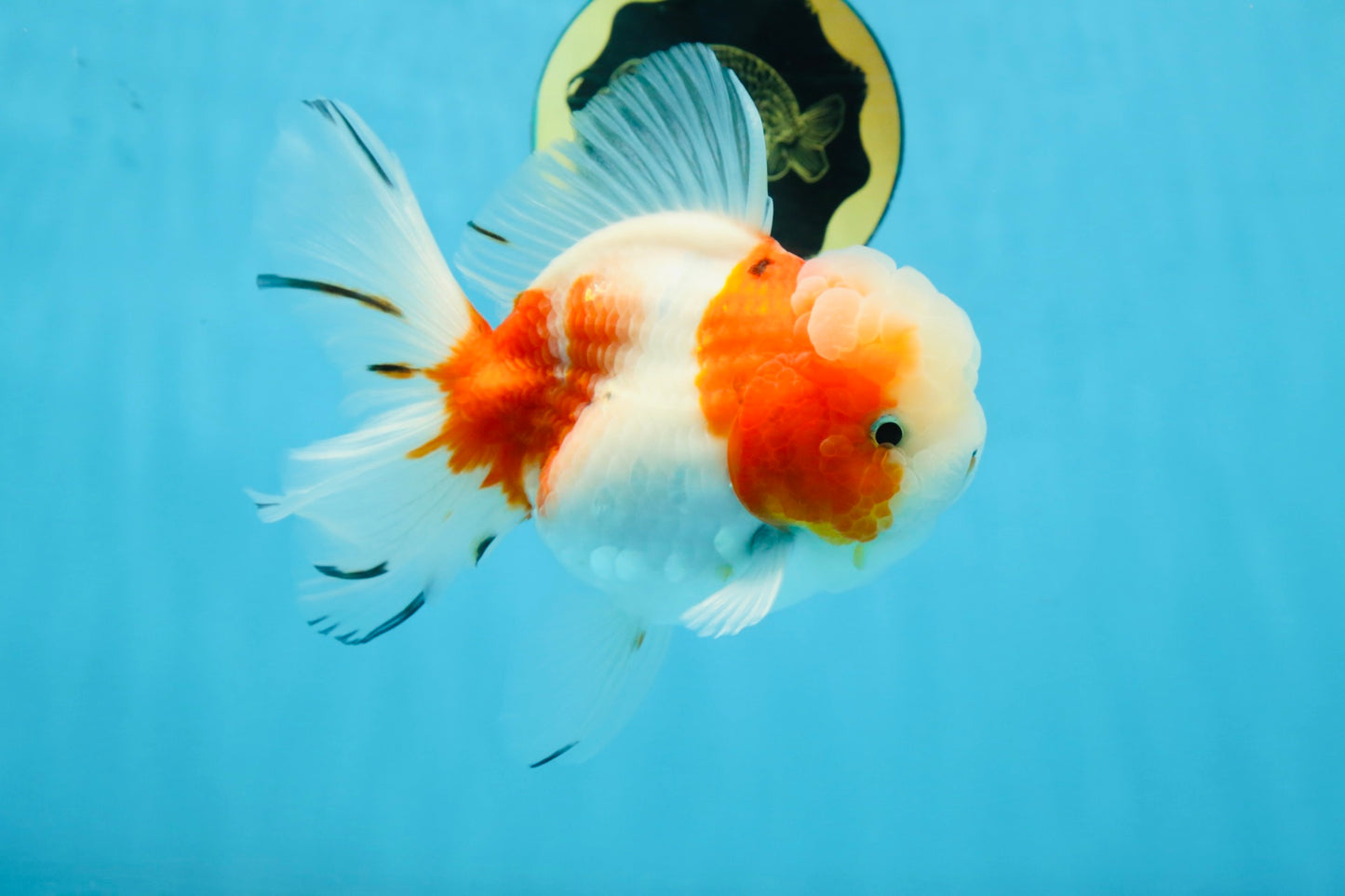 LOVELY A Grade Sakura Oranda Female 5.5 inches #102425OR_23