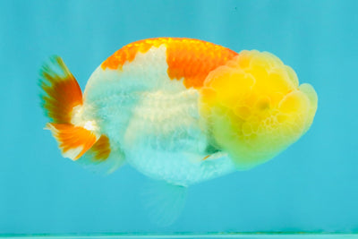 SUPER CUTE A Grade Red White LionQueen Female 4-4.5 inches #042426LC_16