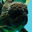 JUMBO AAA Grade Godzilla Black Oranda Male 6-6.5 inches #050826OR_01