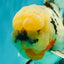 A Grade Marble Oranda Male 7 inches #071026OR_33