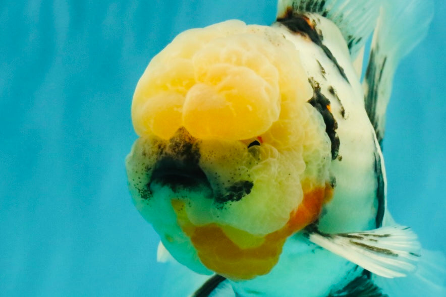 A Grade Marble Oranda Male 7 inches #071026OR_33