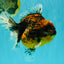 A Grade Tiger Oranda Female 7-7.5 inches #071026OR_04