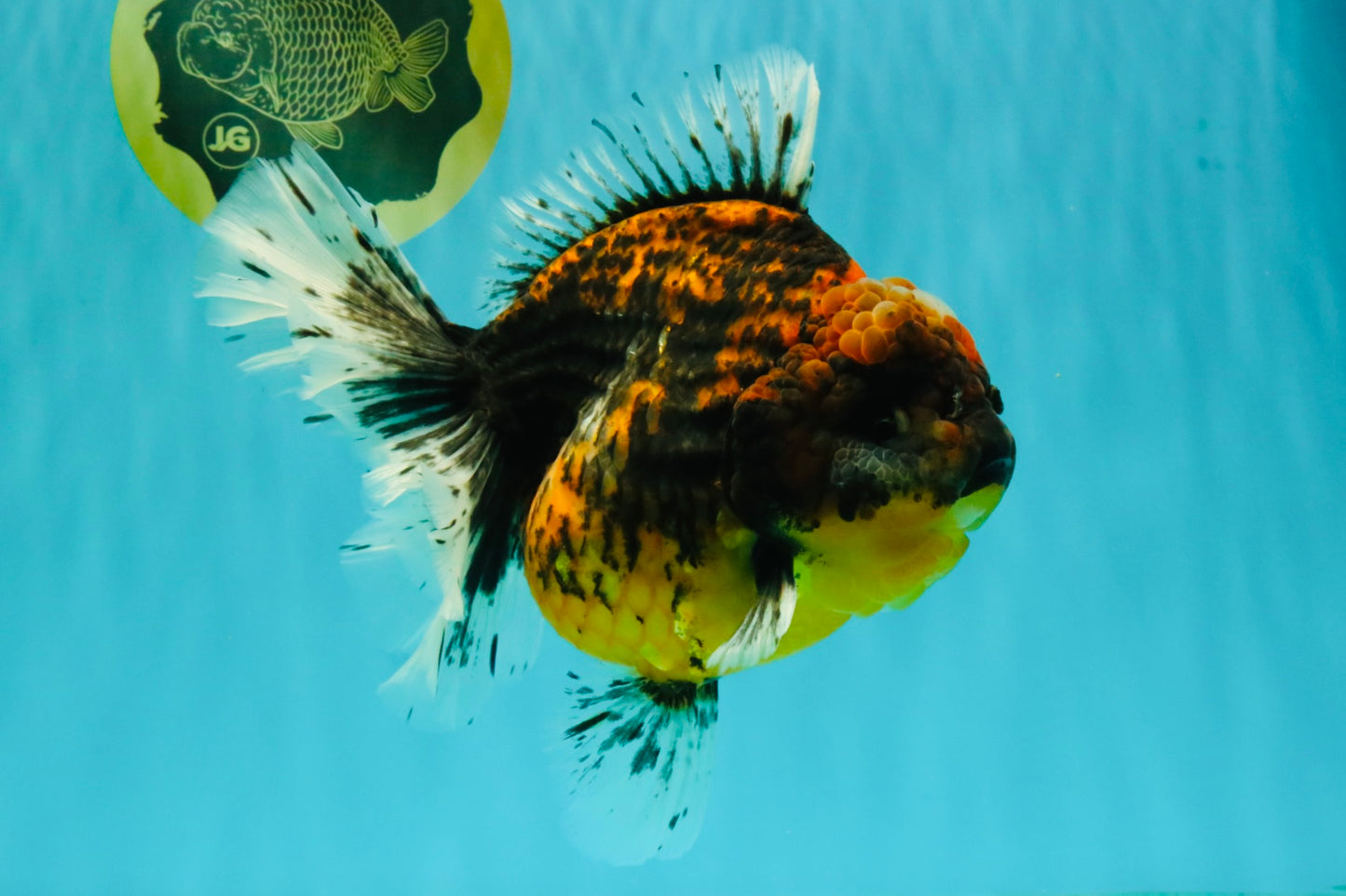 A Grade Tiger Oranda Female 7-7.5 inches #071026OR_04