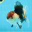 AAA Grade Tricolor Oranda Male 5 inches #080125OR_31