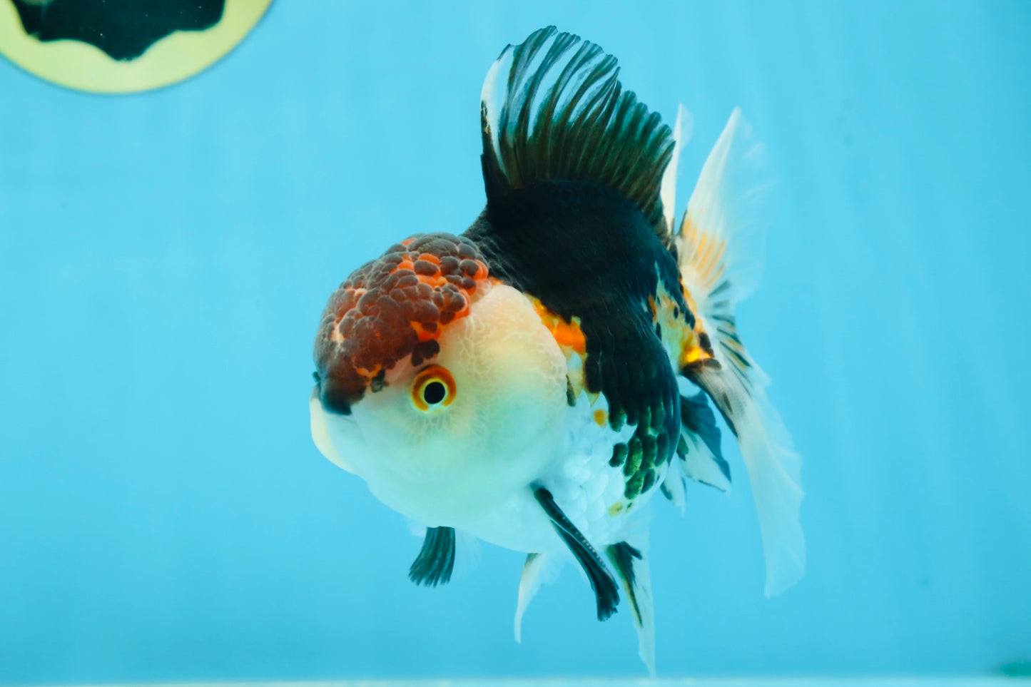 AAA Grade Tricolor Oranda Male 5 inches #080125OR_31