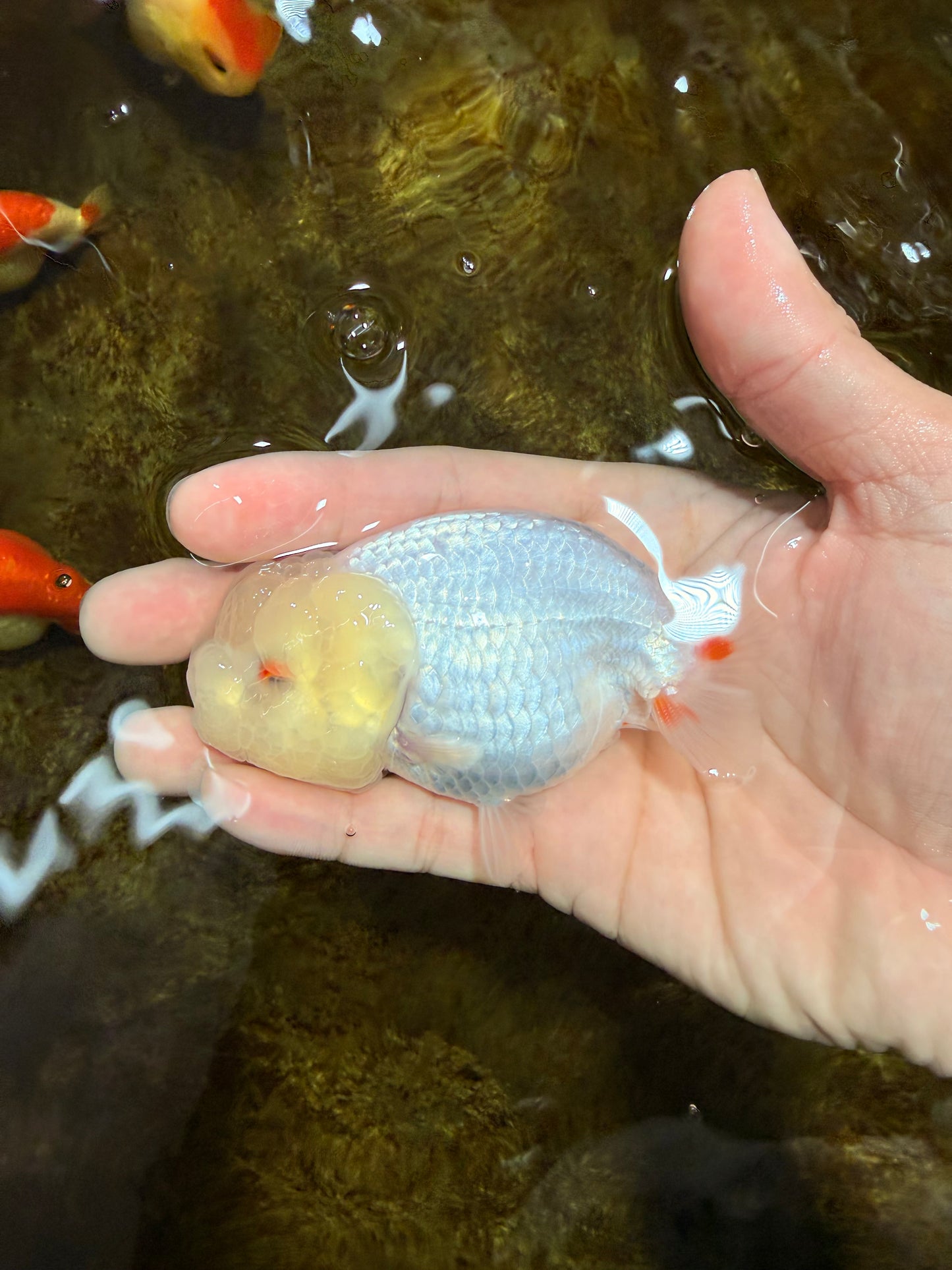 White Lionchu Female 3.5 inches #103125LC_23