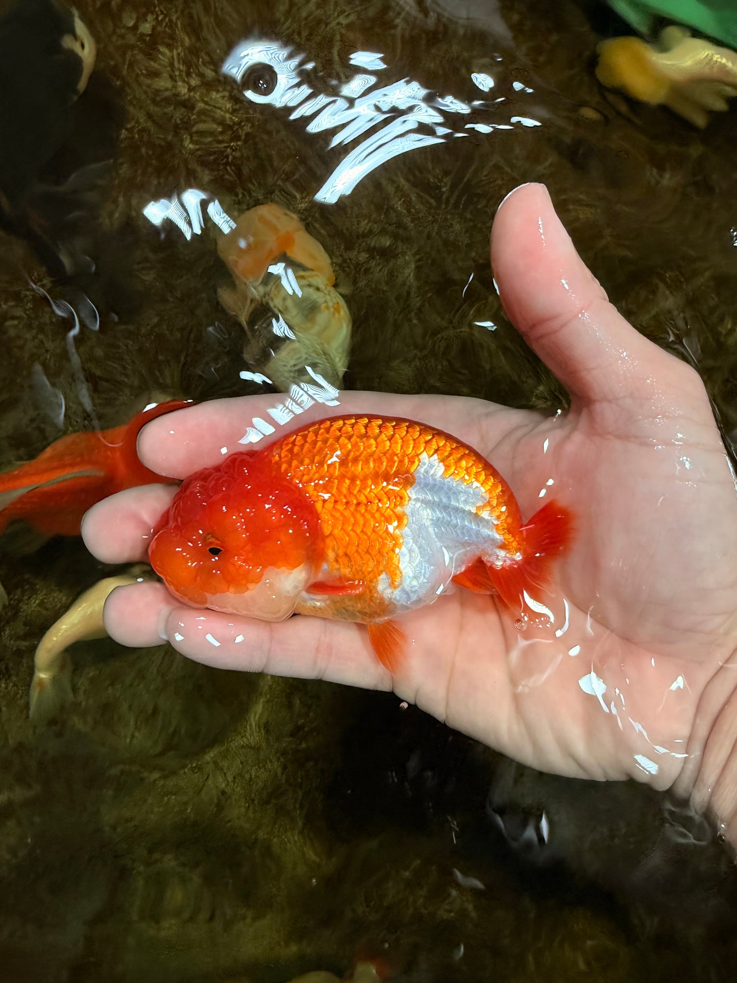 Red White Lionchu Female 4 inches #121925LC_02