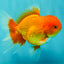 A Grade Red White Oranda Male 5.5 inches #061926OR_20