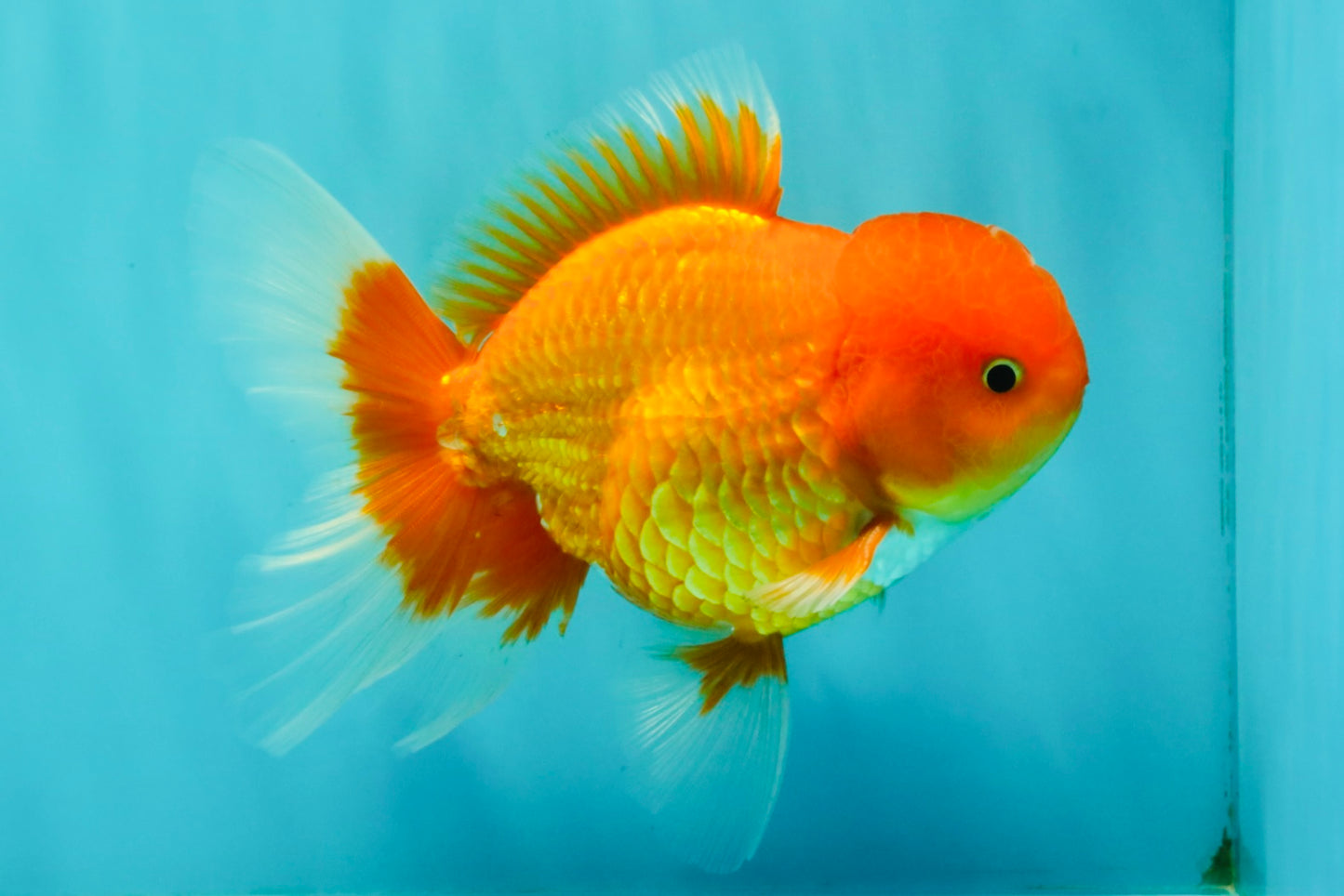 A Grade Red White Oranda Male 5.5 inches #061926OR_20