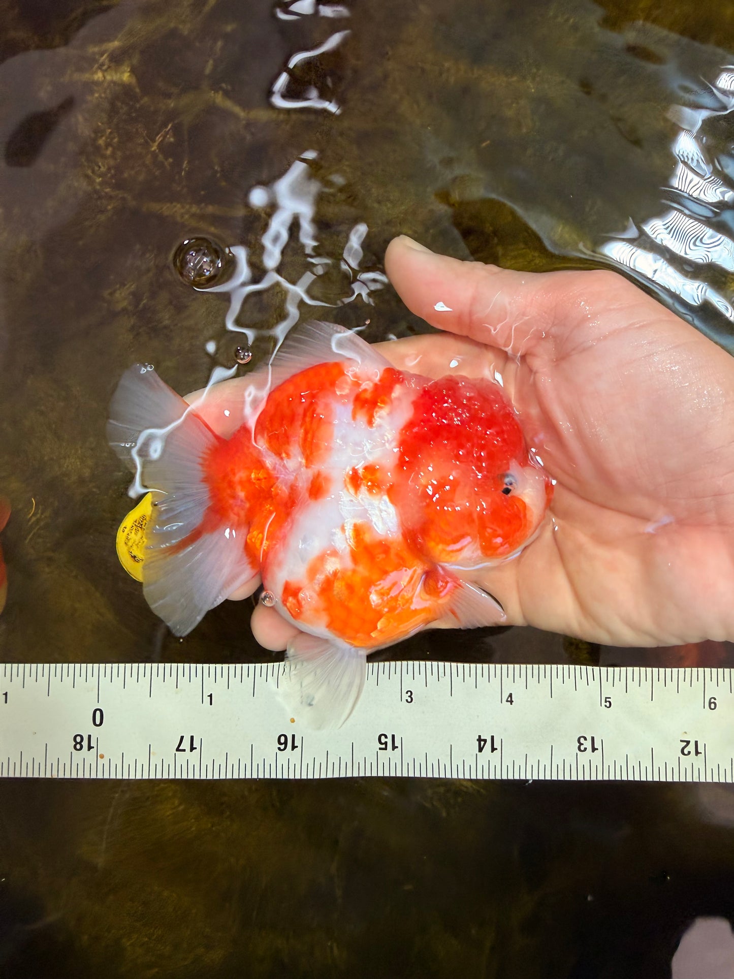 AAA Grade Cherry Sakura Yuanbao Female 4-4.5 inches #101025YB_24