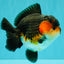 SHOW GRADE CHUBBY Tricolor Yuanbao Male 5 inches #071026YB_08