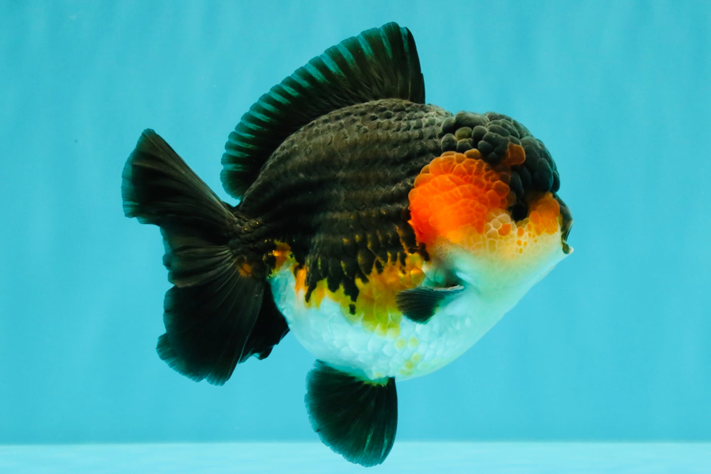 SHOW GRADE CHUBBY Tricolor Yuanbao Male 5 inches #071026YB_08