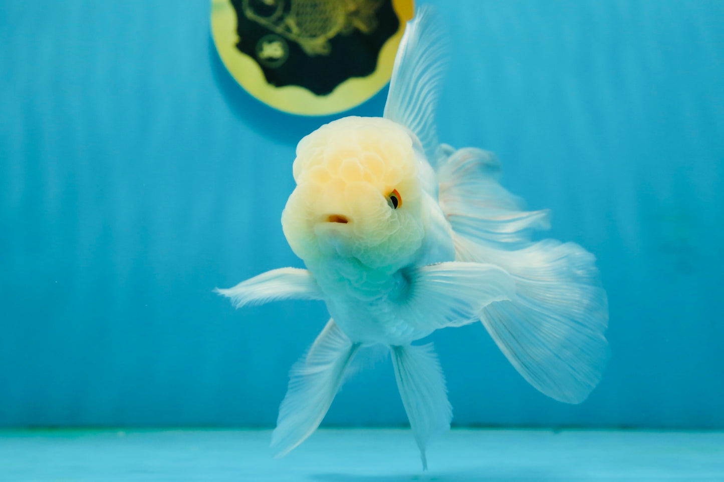 A Grade White Oranda Male 5 inches #121324OR_22