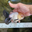 Panda Oranda Male 5 inches #091225OR_23
