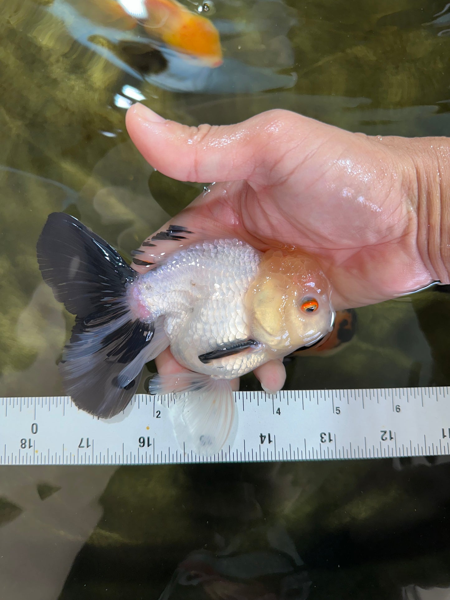 Panda Oranda Male 5 inches #091225OR_23