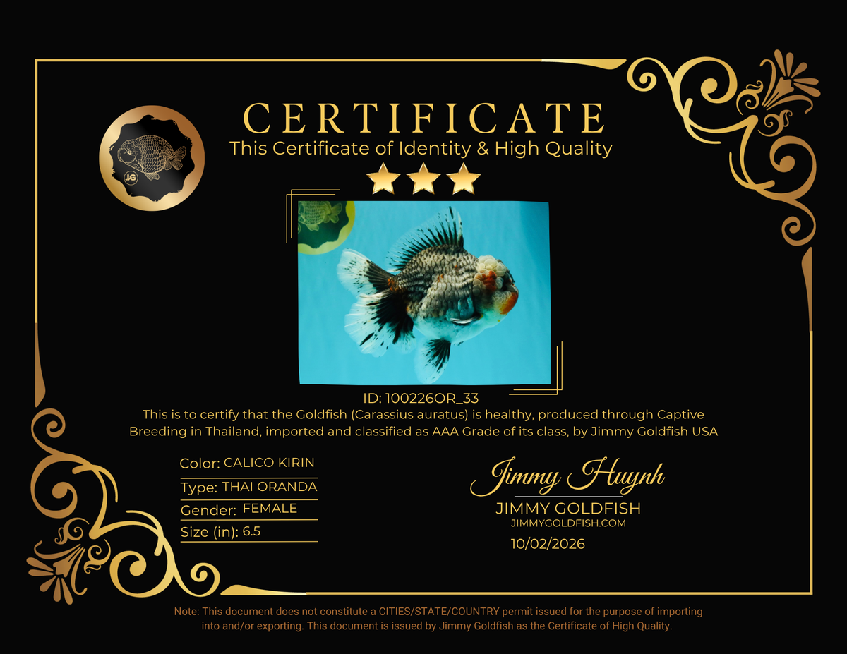 AAA Grade Calico Kirin Oranda Female 6.5 inches #100226OR_33
